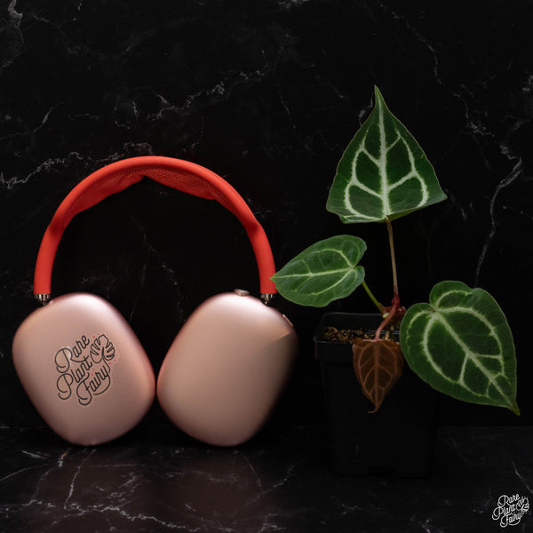 Anthurium DocBlock Briëlle '16' x Lynette '18' by DocBlock® *Grower's Choice*