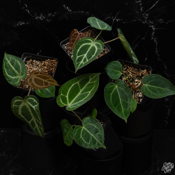 Anthurium DocBlock Briëlle '16' x Lynette '18' by DocBlock® *Grower's Choice*