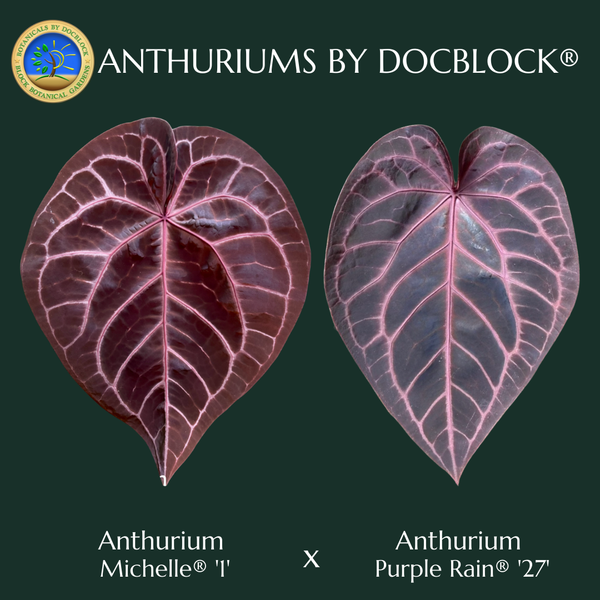Anthurium Michelle '1' x Purple Rain '27' by DocBlock® (wk5-E)