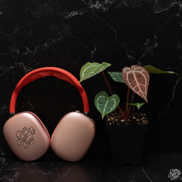 Anthurium Michelle '1' x Purple Rain '27' by DocBlock *Grower's Choice*