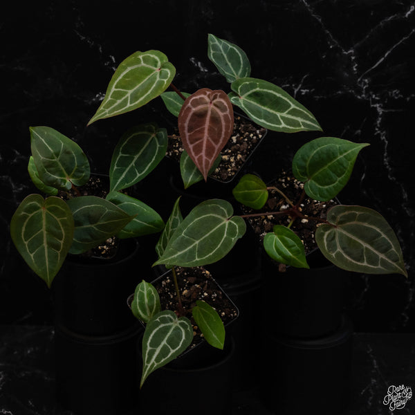 Anthurium Michelle '1' x Purple Rain '27' by DocBlock *Grower's Choice*