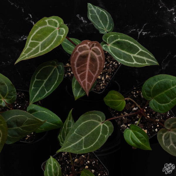 Anthurium Michelle '1' x Purple Rain '27' by DocBlock *Grower's Choice*