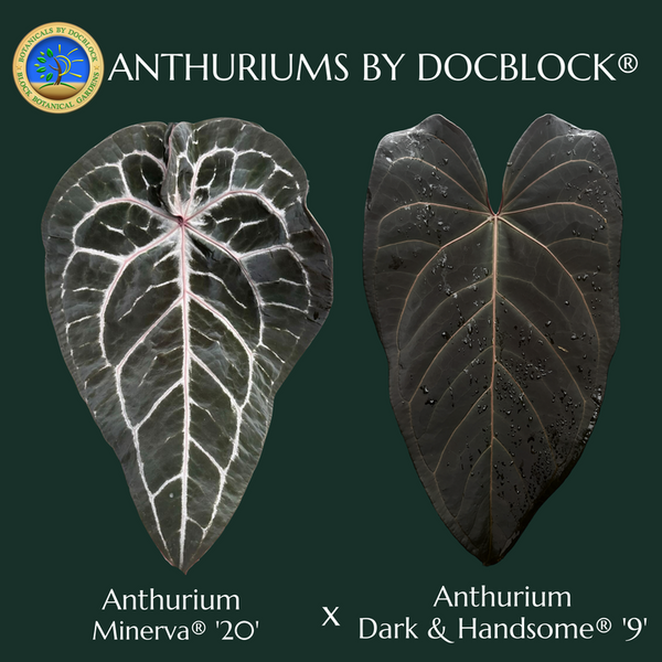 Anthurium Minerva '20' x Dark & Handsome '9' by DocBlock® (wk49-A)
