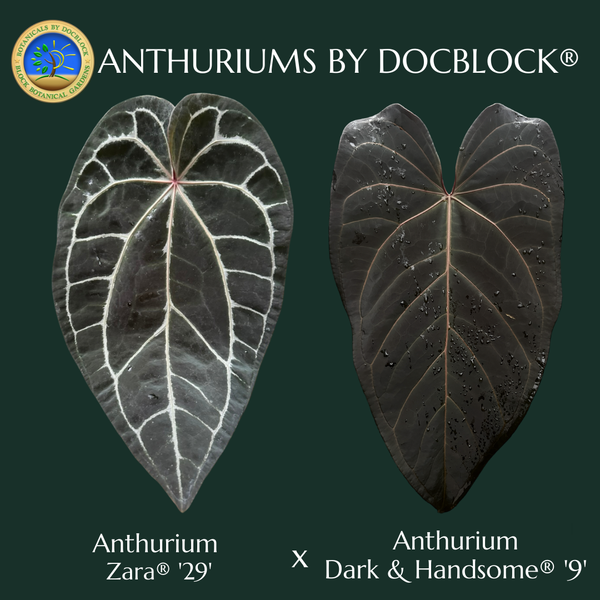 Anthurium Zara '29' x Dark & Handsome '9' by DocBlock® *Grower's Choice*