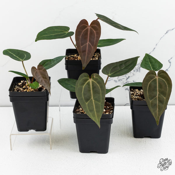 Anthurium Zara '29' x Dark & Handsome '9' by DocBlock® *Grower's Choice*