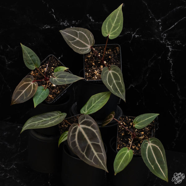 Anthurium Home, Sweet Home '32' x Red Velvet Cake '24' by DocBlock *Grower's Choice*