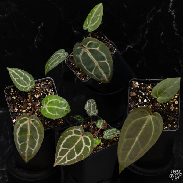 Anthurium Zara '33' x Zara '29' by DocBlock ® *Grower's Choice*