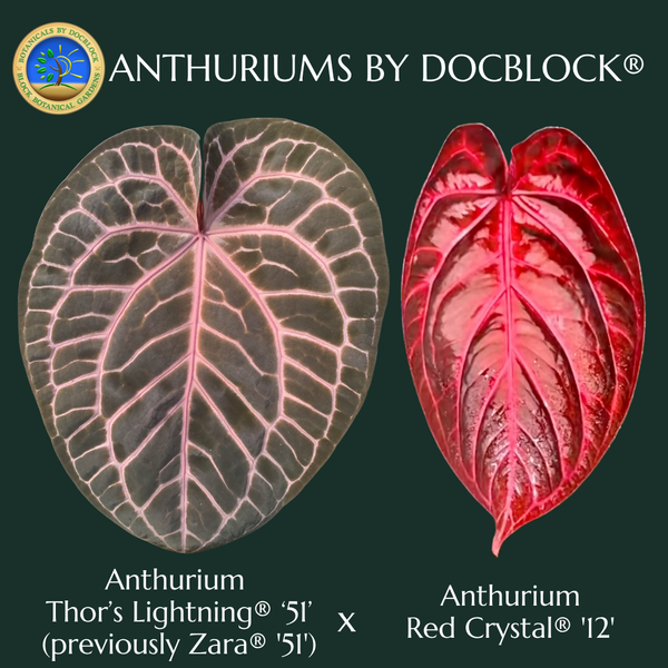 Anthurium Thor's Lightning '51' x Crystal Red '12' by DocBlock® (wk50-R)