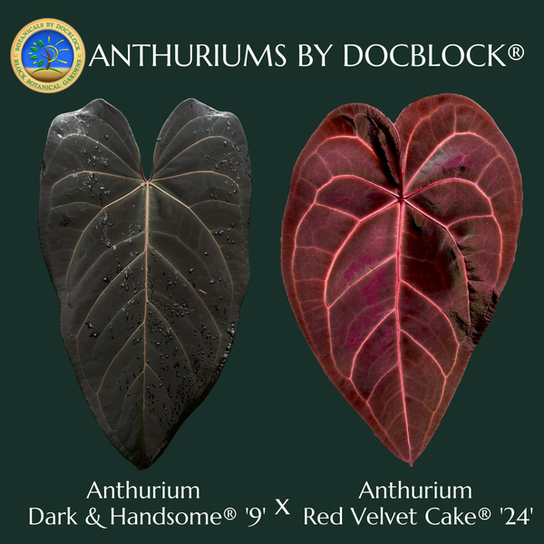 Anthurium Dark and Handsome '9' x Red Velvet Cake '24' by DocBlock® (wk51-Q)