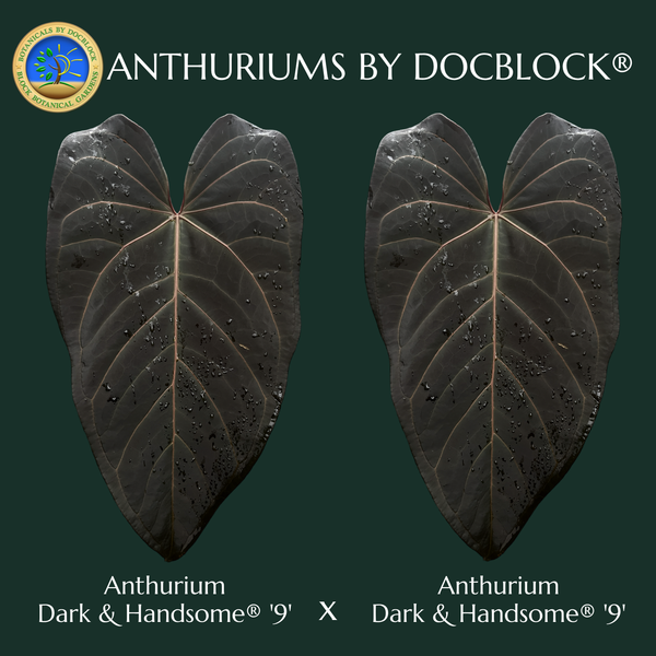 Anthurium Dark and Handsome '9' x Dark and Handsome '9' by DocBlock® (wk5-A)