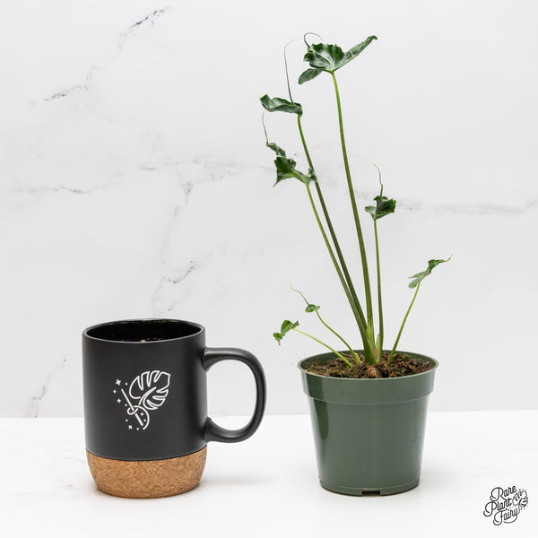 Alocasia 'Teletubbies' *Grower's Choice*