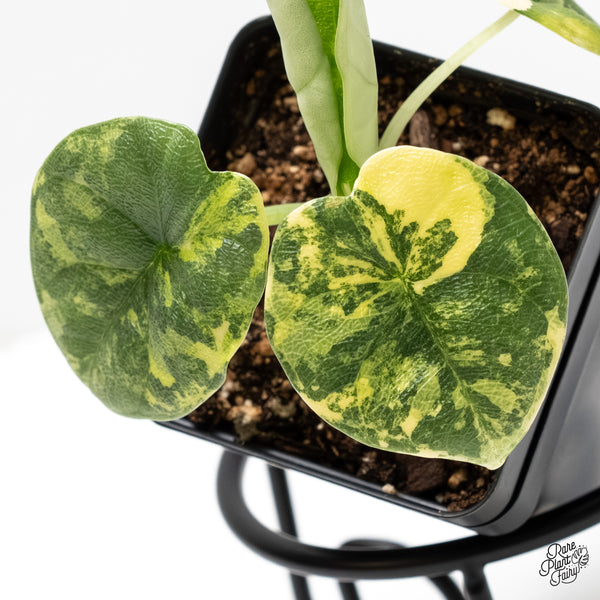 Alocasia Melo Tricolor Variegated (wk5-F)