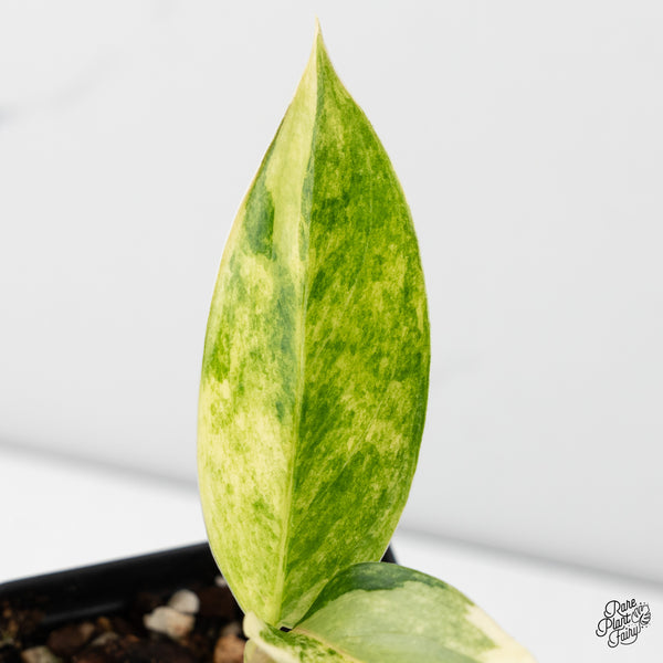 Aglaonema 'Siam Jade' Variegated (wk45-H)