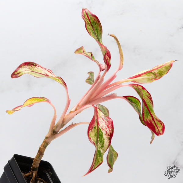 Aglaonema 'Siam Aurora' Variegated (wk49-E)