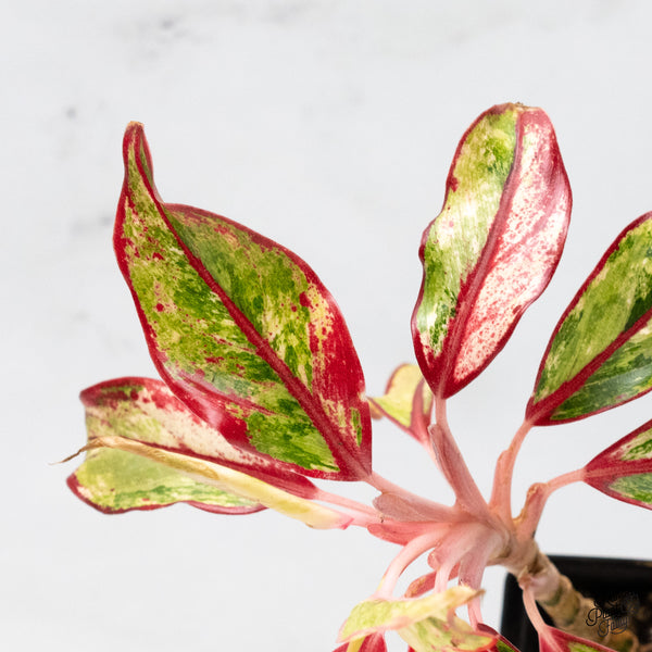 Aglaonema 'Siam Aurora' Variegated (wk49-E)