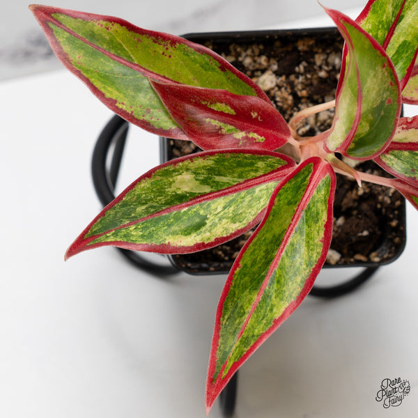 Aglaonema 'Siam Aurora' Variegated (wk51-G)