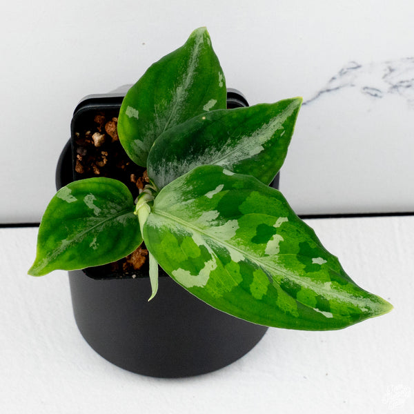 Aglaonema Pictum Tricolor *Grower's choice*