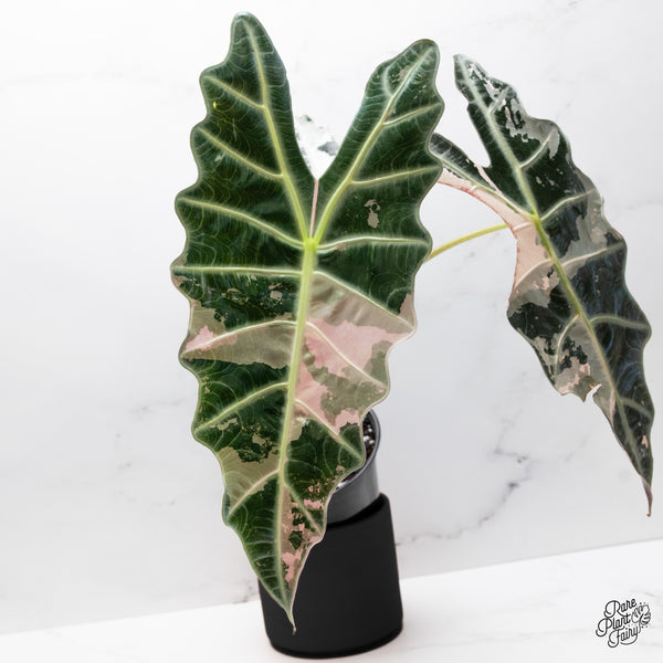 Alocasia 'Amazonica' Pink Variegated - US Clone *XXL* (wk45-S)