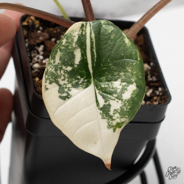 Alocasia 'Bisma Platinum' Albo Variegated (wk52-C)