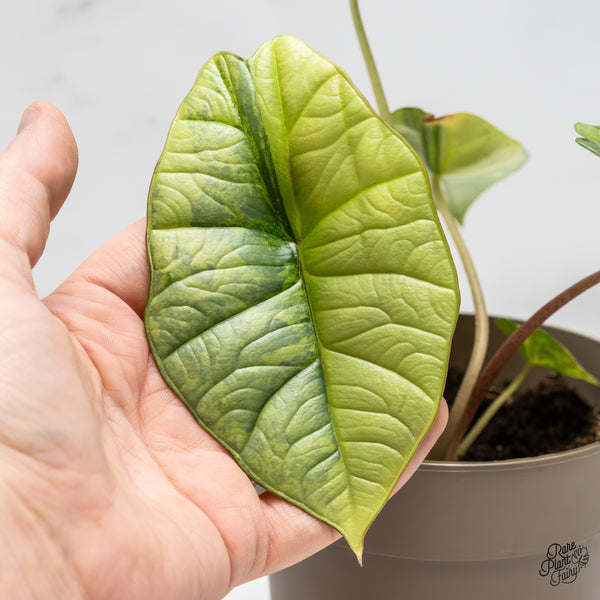 Alocasia 'Bisma Platinum' Aurea Variegated (wk51-V) *Corming Size*