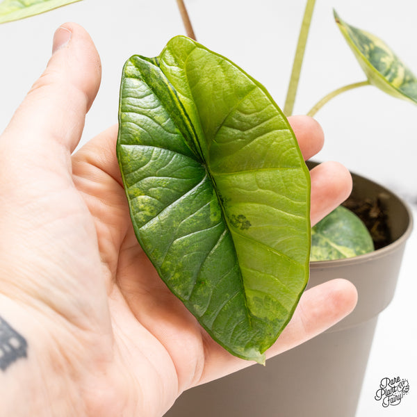 Alocasia 'Bisma Platinum' Aurea Variegated (wk51-V) *Corming Size*