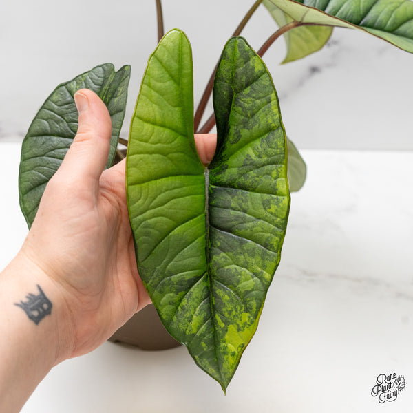 Alocasia 'Bisma Platinum' Aurea Variegated (wk52-R)