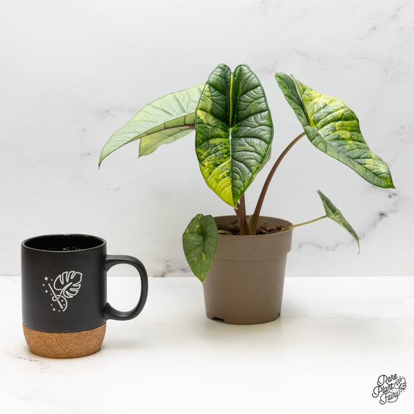 Alocasia 'Bisma Platinum' Aurea Variegated (wk52-R)