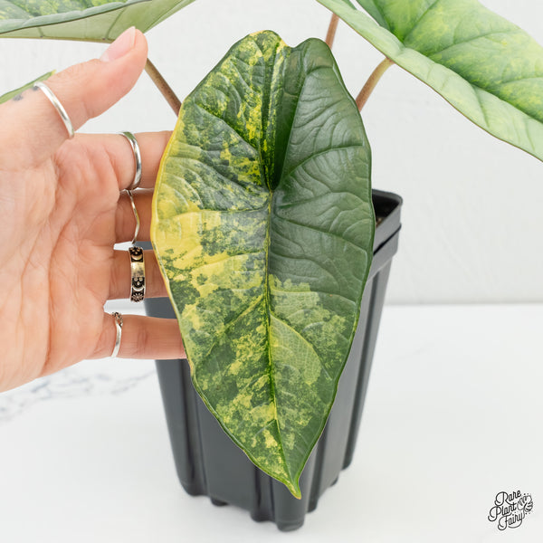 Alocasia 'Bisma Platinum' Aurea Variegated (wk6-U)