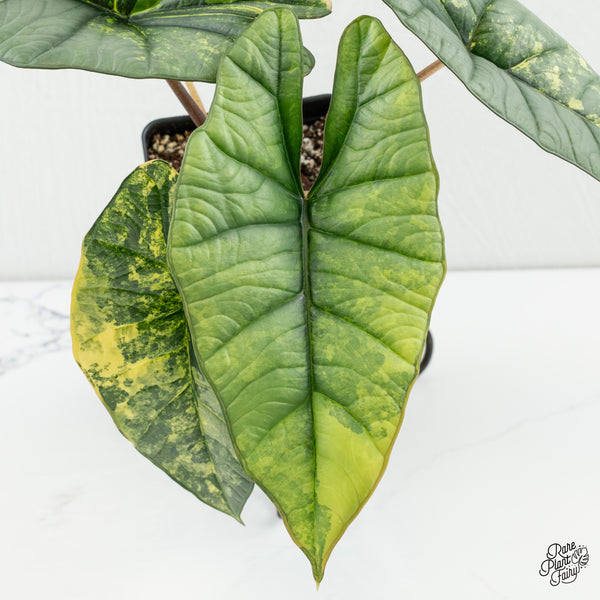 Alocasia 'Bisma Platinum' Aurea Variegated (wk6-U)