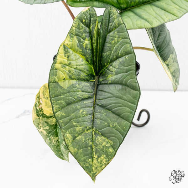 Alocasia 'Bisma Platinum' Aurea Variegated (wk6-U)