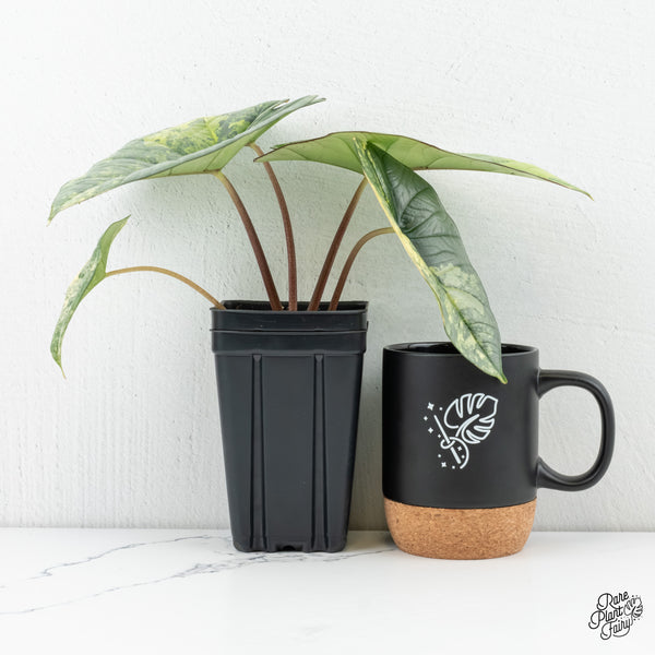 Alocasia 'Bisma Platinum' Aurea Variegated (wk6-U)