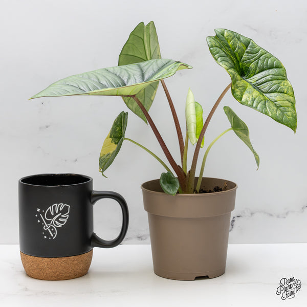 Alocasia 'Bisma Platinum' Aurea Variegated (wk47-UJ) *Corming Size*