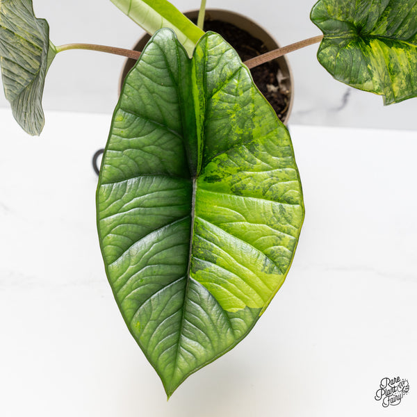 Alocasia 'Bisma Platinum' Aurea Variegated (wk47-UJ) *Corming Size*