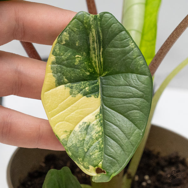 Alocasia 'Bisma Platinum' Aurea Variegated (wk47-UJ) *Corming Size*