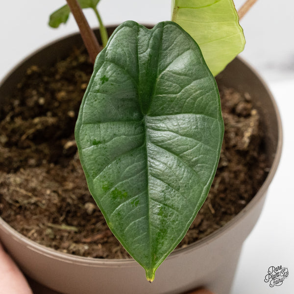 Alocasia 'Bisma Platinum' Aurea Variegated (wk49-O)