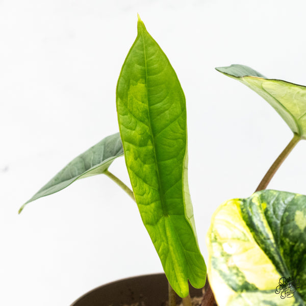 Alocasia 'Bisma Platinum' Aurea Variegated (wk49-O)