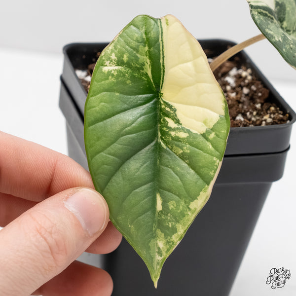 Alocasia 'Bisma Platinum' Albo Variegated (wk5-M)