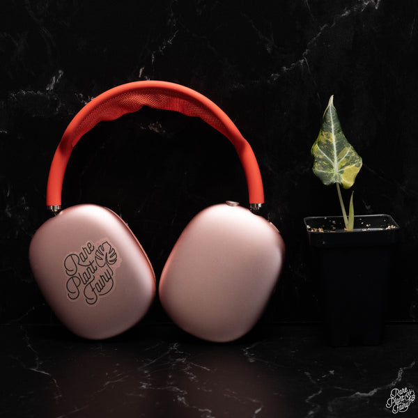 Alocasia 'Black Velvet' Aurea Gold variegated *Grower's Choice*