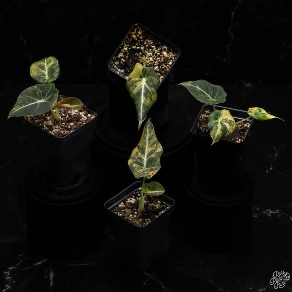 Alocasia 'Black Velvet' Aurea Gold variegated *Grower's Choice*