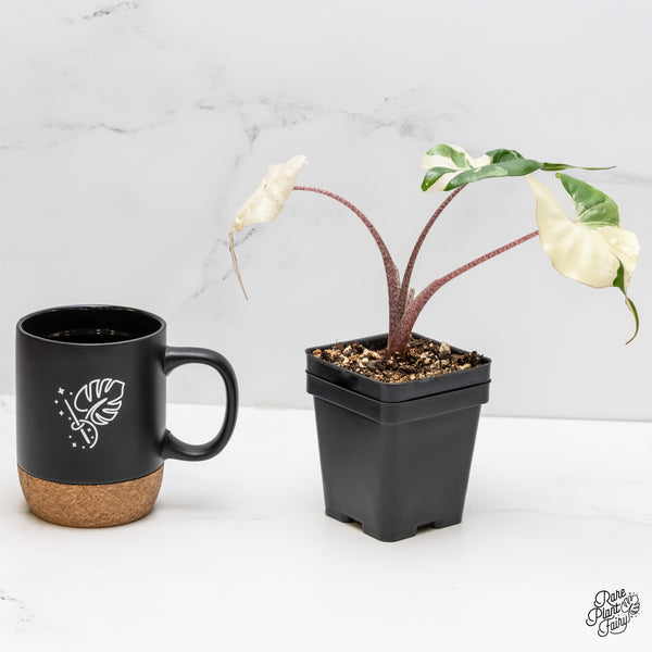 Alocasia Macrorrhiza 'Stingray' Albo Variegated (wk5-Q)