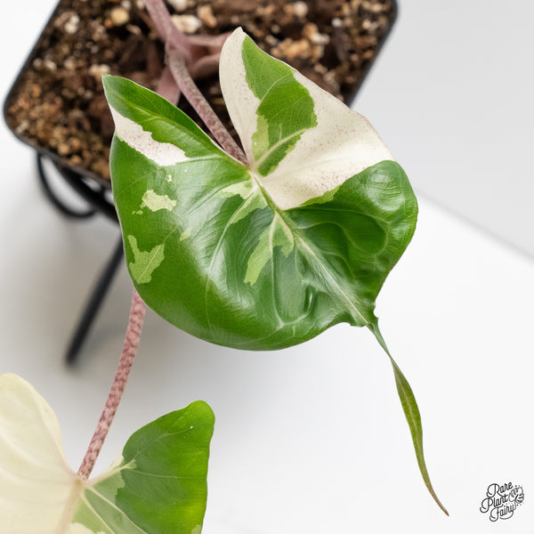 Alocasia Macrorrhiza 'Stingray' Albo Variegated (wk5-Q)