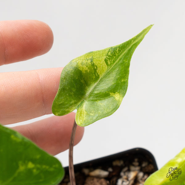 Alocasia Macrorrhiza 'Stingray' Aurea Variegated (wk2-G)