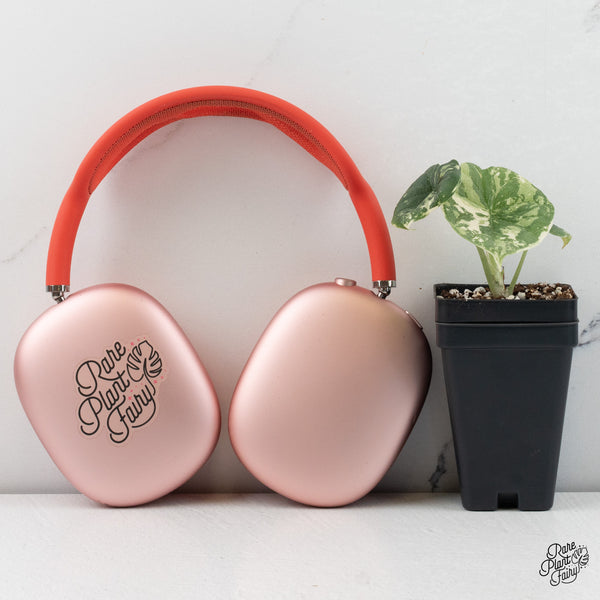 Alocasia Melo Albo Variegated *Grower's Choice*