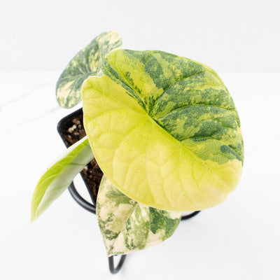 Alocasia 'Melo' Aurea Variegated