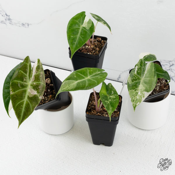 Alocasia 'Pink Dragon' Albo Variegated *Grower's Choice*