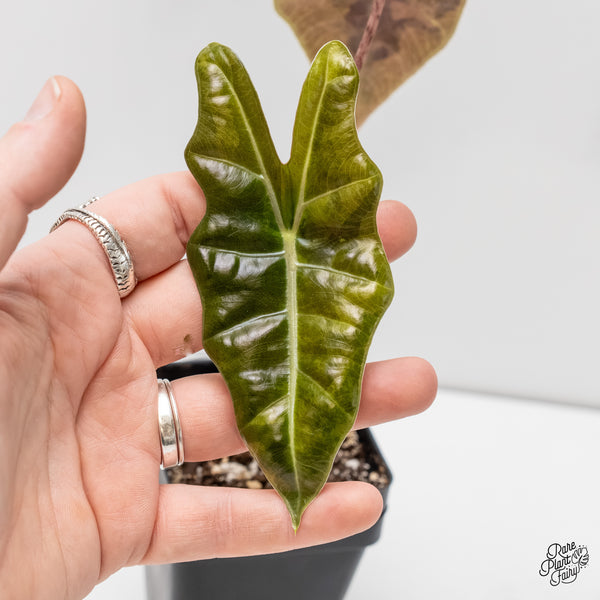 Alocasia Sanderiana Aurea Variegated (aka 'Pseudosanderiana') (wk6-R)