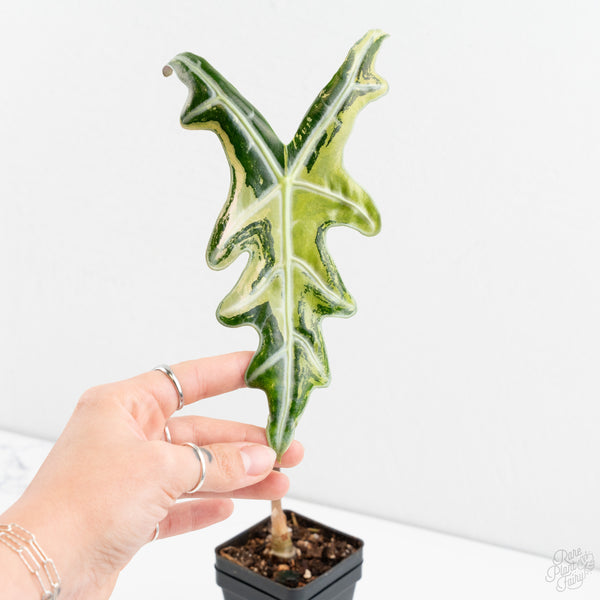 Alocasia Sanderiana Pink Variegated 'Nobilis' (wk9-Q) *Corming Size*