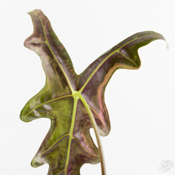 Alocasia Sanderiana Pink Variegated 'Nobilis' (wk9-Q) *Corming Size*