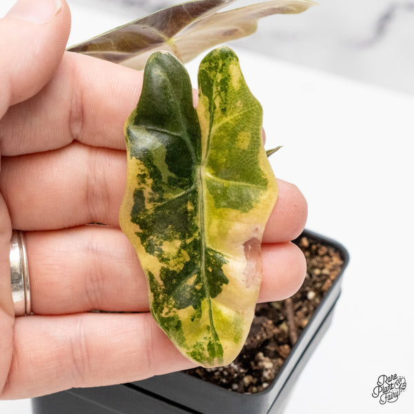 Alocasia Sanderiana Aurea Variegated (aka 'Pseudosanderiana') (wk50-A)