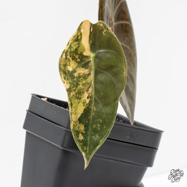 Alocasia 'Sedenii' Aurea Variegated (wk3-G)